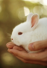 Белый кролик - символ 2011 года на фото.